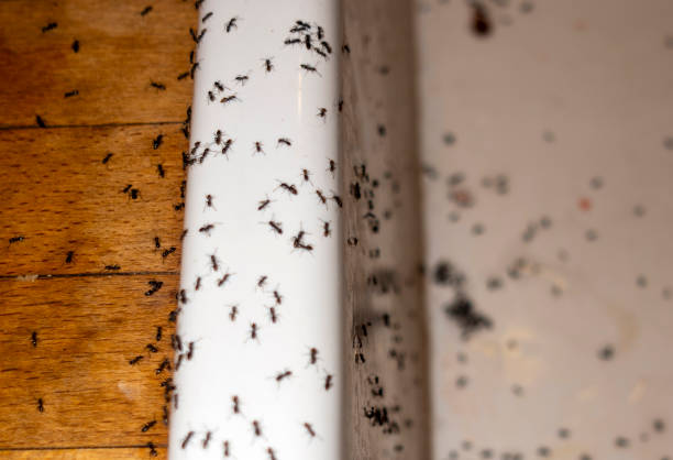 Midland, TX Pest Control Company